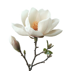 White magnolia flower isolated on transparent background