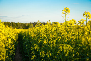 Vibrant yellow canola field under a clear blue sky showcasing nature's beauty and rural landscapes with blooming flowers in a peaceful setting