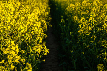 Serene path through vibrant yellow canola field with rich green stems capturing tranquil nature's beauty in a sunny countryside landscape