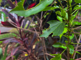 Detailed view of a cricket sitting on green leaves with damaged edges, revealing natural textures and subtle variations in color and shape. Perfect for nature themes.