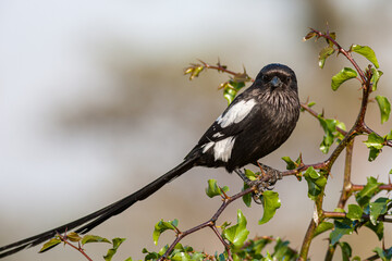 South Africa, Kruger National Park, Magpie Shrike (Corvinella melanoleuca)
