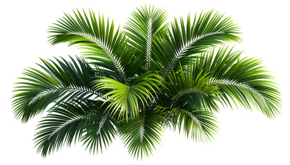 Naklejka premium Lush green palm fronds isolated on a white background