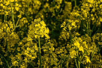 Bright blossoms of rapeseed flowers illuminate the verdant field under the sun's golden rays creating a vibrant scene of nature's splendor