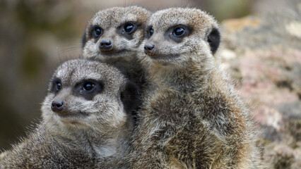 Close-up of three meerkats sitting together on a rock, displaying their curious and communal nature in a natural habitat, surrounded by a rustic setting with vibrant earthy tones.