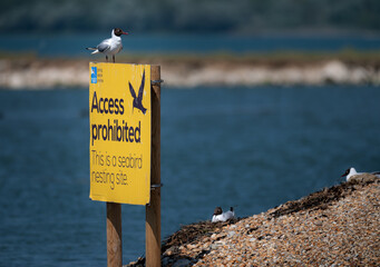 RSPB protected nesting site for seabirds at Langstone Harbour, Hampshire, UK