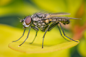 Side view on an Anthomyiidae diptera resting on a colorful and blurred background on a spring cloudy afternoon