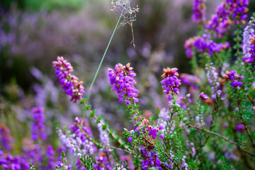 Close up of purple heather flowers