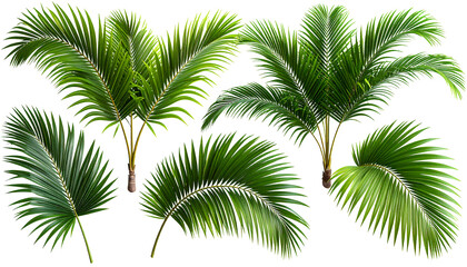 Lush green palm fronds isolated on a white background