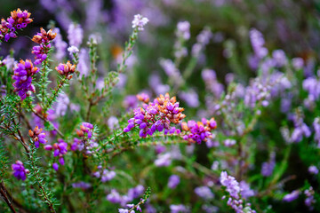 Close up of purple heather flowers