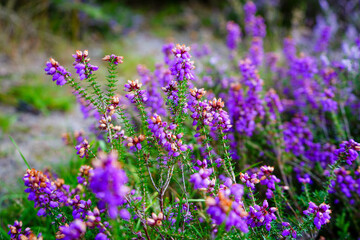 Close up of purple heather flowers