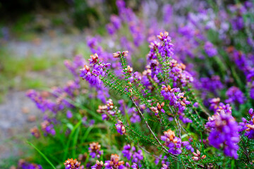 Close up of purple heather flowers