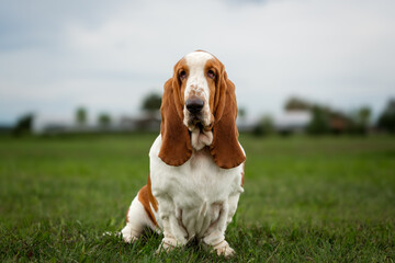 Basset hound sitting calmly in a green field under an overcast sky during late afternoon