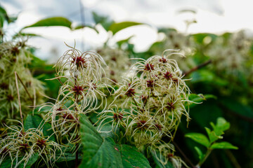 Close up of the flowers of the plant old man's beard