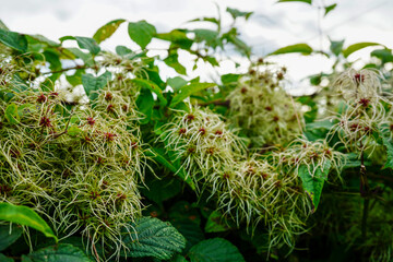 Close up of the flowers of the plant old man's beard
