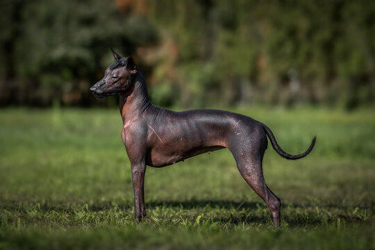 Elegant xolo dog standing in a lush green field during daylight with a blurred forest backdrop