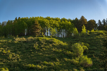 Fototapeta premium autumn forest in the mountains