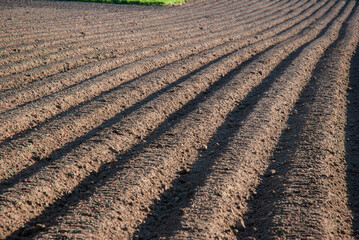 Vast, freshly plowed agricultural field with neat rows basking in sunlight, showcasing vibrant soil...