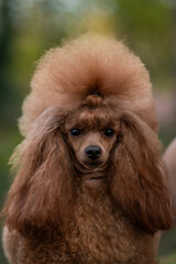 Poodle with impressive fluffy hairstyle showcased outdoors during a sunny day in a vibrant garden