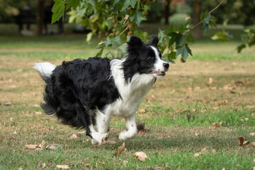 Obraz premium Border collie joyfully running in a park surrounded by greenery in the early afternoon sunlight