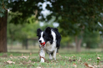 Border collie playing with a red ball in a green park during a sunny afternoon surrounded by trees