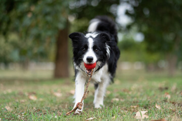 Playful dog enjoying a game of fetch with a stick and ball in a sunny park