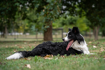 Border collie relaxing on grass in a sunny park setting during the afternoon