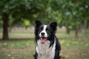 Happy border collie enjoying a sunny day in the park with lush green trees in the background
