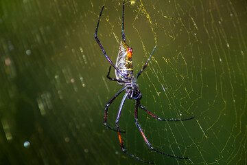 South Africa, Kruger National Park, Golden-Orb Spider (Nephila pilipes)