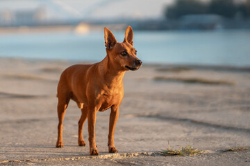 Small brown dog stands on a rocky shore by the water during sunset
