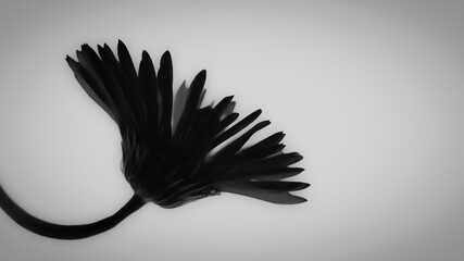 close-up of a daisy silhouette opening upward against a white gray background. monochrome minimalist composition. backdrop for creative projects or elegant artistic banner