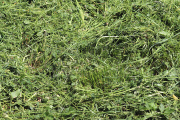 Freshly cut grass close-up. Tidying up the areas. Mown grass with selective focus. Natural background. Mowing grass. Photo of a pile of freshly cut grass close-up
