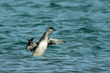 Red-Throated Diver (Gavia stellata)