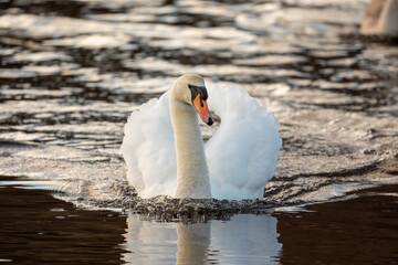 Mute Swan (Cygnus Olor)