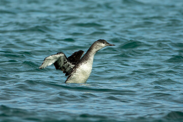 Red-Throated Diver (Gavia stellata)