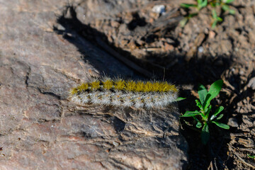 caterpillar on a leaf