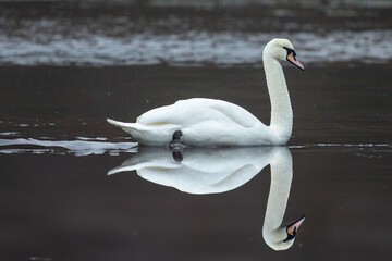 Mute Swan (Cygnus Olor)