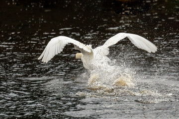 Mute Swan (Cygnus Olor)