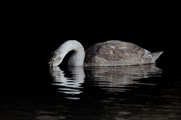 Mute Swan Cygnet (Cygnus olor)
