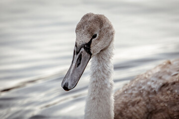 Mute Swan Cygnet (Cygnus olor)