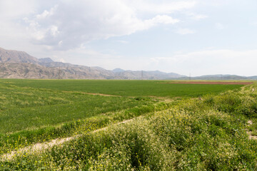 Fototapeta premium Expansive green fields with distant mountains under a partly cloudy sky in Bushehr, Iran, showcasing nature’s contrast between lush land and rugged terrain.