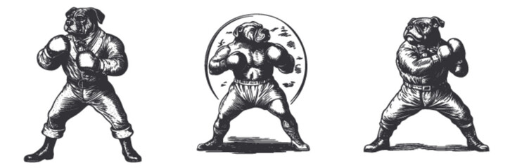 Fototapeta premium Vintage Boxer Dogs Engraved Illustration in Classic Woodcut Style