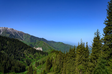 forest in the mountains