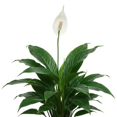 Obraz premium Peace lily plant isolated on white background for decorative and ornamental use.