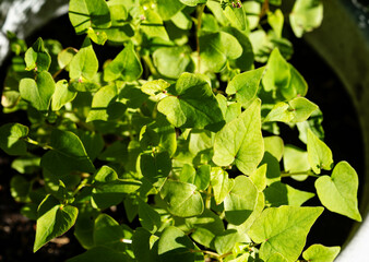 Buchweizen Fagopyrum esculentum auf Olivenholz