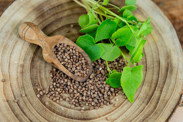 Buchweizen Fagopyrum esculentum auf Olivenholz