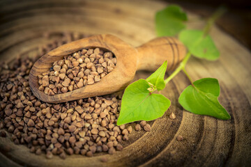 Buchweizen Fagopyrum esculentum auf Olivenholz