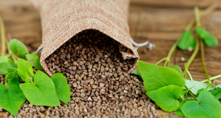 Buchweizen Fagopyrum esculentum auf Olivenholz