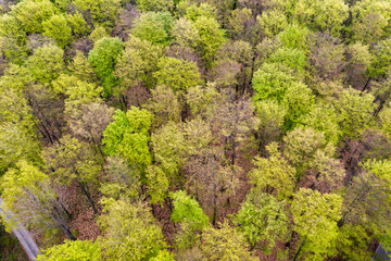 Beautiful spring forest landscape, fresh green leaves on trees in spring, view from drone.