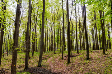 Beautiful spring forest landscape, fresh green leaves on trees, spring in deciduous forest.