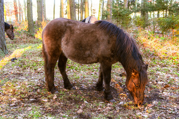 A beautiful Polish horse grazing in the forest in its natural habitat.